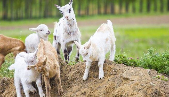 Cheesy Humor - New England Cheesemaking Supply Company