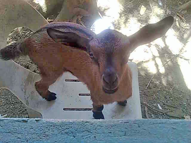 Philippines - Part 2: Simple Recipes using Goat's Milk - New England Cheesemaking Supply Company