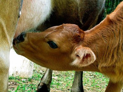 Suzanne McMinn from West Virginia - New England Cheesemaking Supply Company