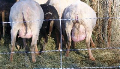 Using Sheep's Milk to Make Cheese - New England Cheesemaking Supply Company