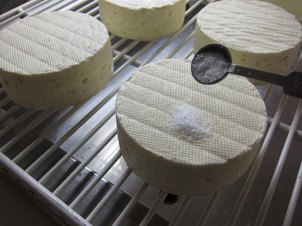 Brie Cheese Making Recipe – Salting