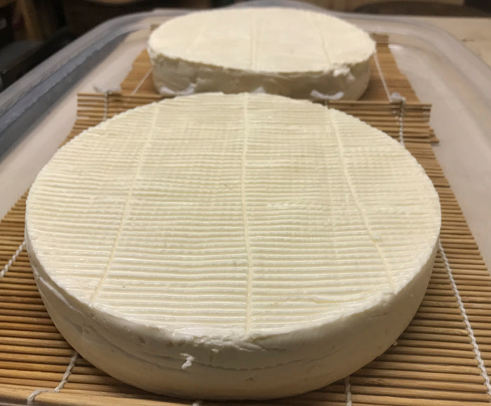 Brie Cheese Making Recipe – Bloomy Rind Development