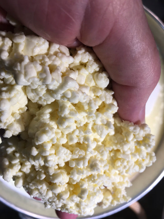 Alpine Style Cheese Making Recipe – Cook Curd & Remove Whey