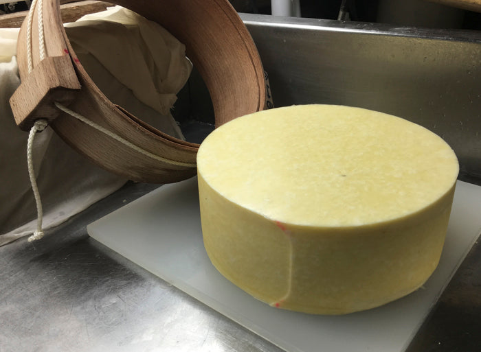 Alpine Style Cheese Making Recipe – Forming & Pressing