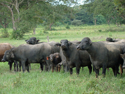 Richard Horton and His Water Buffalo