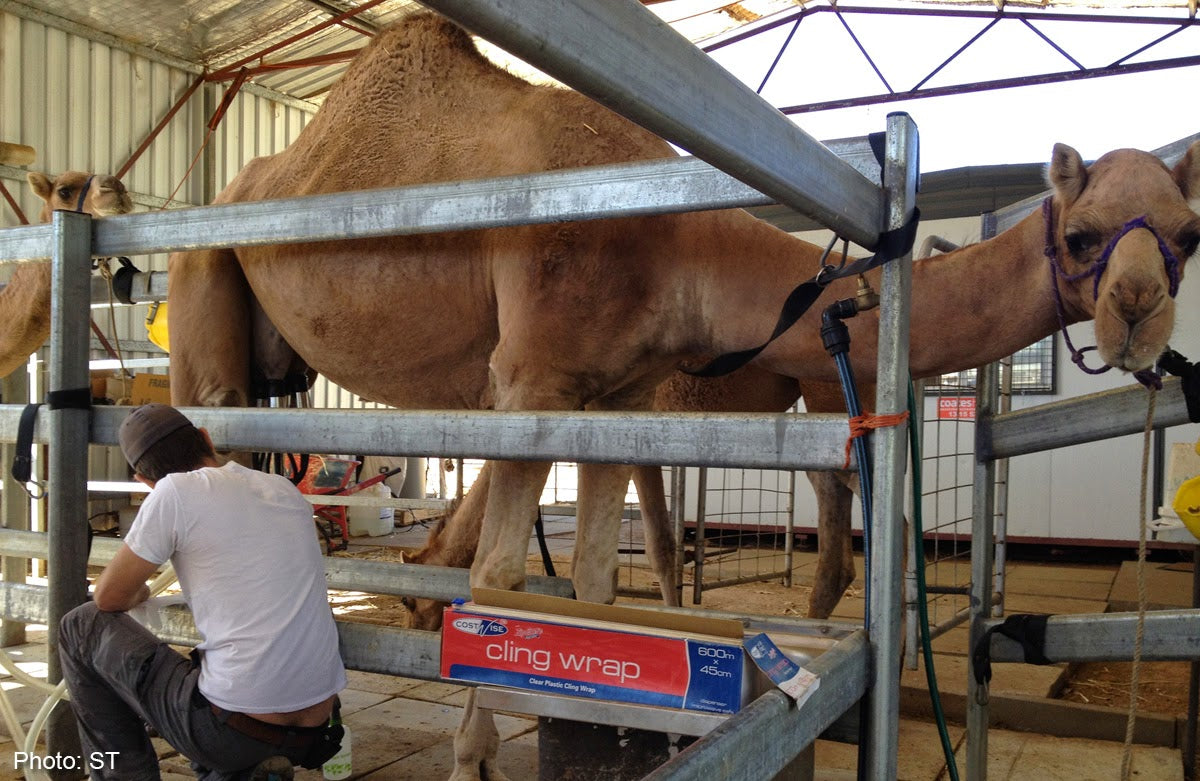 Camel's Milk Cheese!