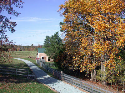 Learning to Make Cheese at a Bed & Breakfast Farm-Stay