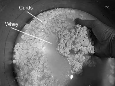 Simple Definitions for Common Cheesemaking Terms