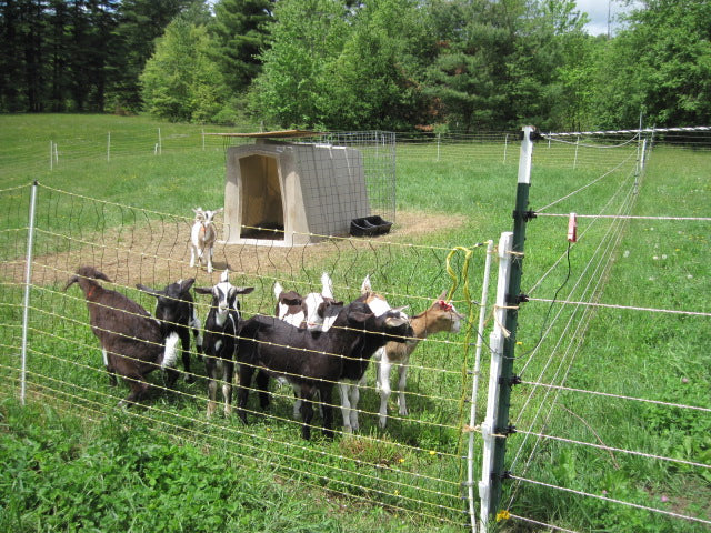 Country Critters in Winchester, New Hampshire