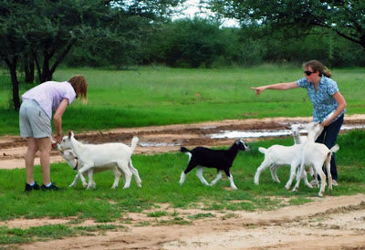 Making Goat Cheese in Namibia, Africa