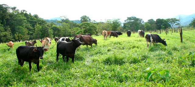 Dairy and Resort in Venezuela