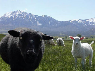 The Living Farm in Paonia, Colorado