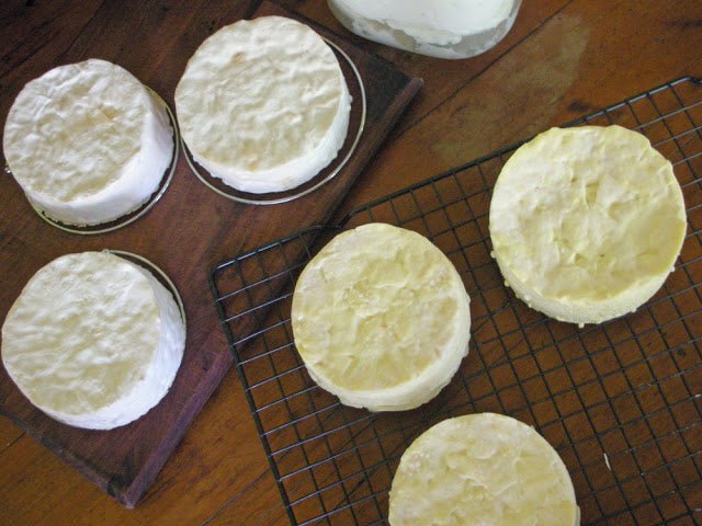 Brie ala Carly and Jean - New England Cheesemaking Supply Company