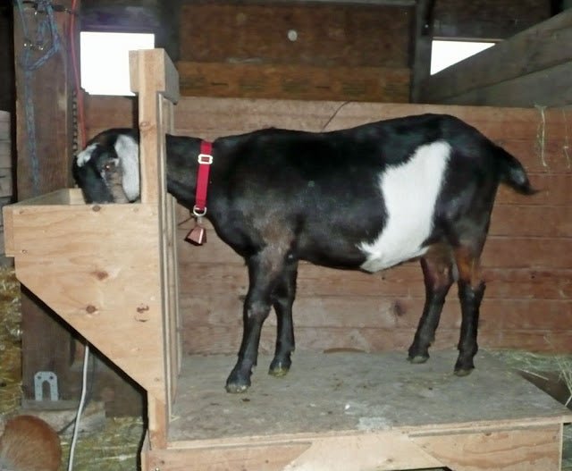 Dalyn-The Dirt Road Diva & Queen of Quite Alot - New England Cheesemaking Supply Company