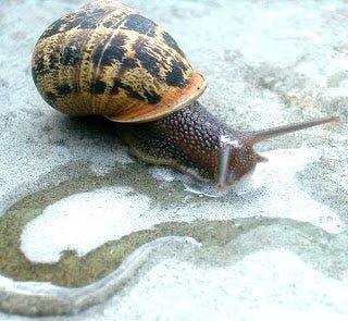 Filtering Milk with Snails!!! - New England Cheesemaking Supply Company