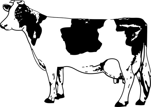 Getting Your First Dairy Cow - Tips from 5 Experts - New England Cheesemaking Supply Company