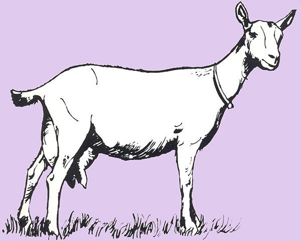 Getting Your First Dairy Goat - Tips From Experts - New England Cheesemaking Supply Company