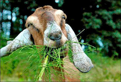 Goat Education Day in Northern California