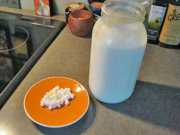 Growing Kefir Grains (Part 2 of 3) - New England Cheesemaking Supply Company