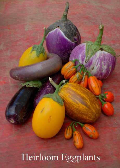 Help Save D. Landreth Seed Company - New England Cheesemaking Supply Company