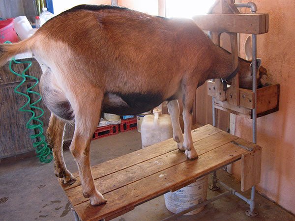 How to Milk A Goat by Claire Barker - New England Cheesemaking Supply Company