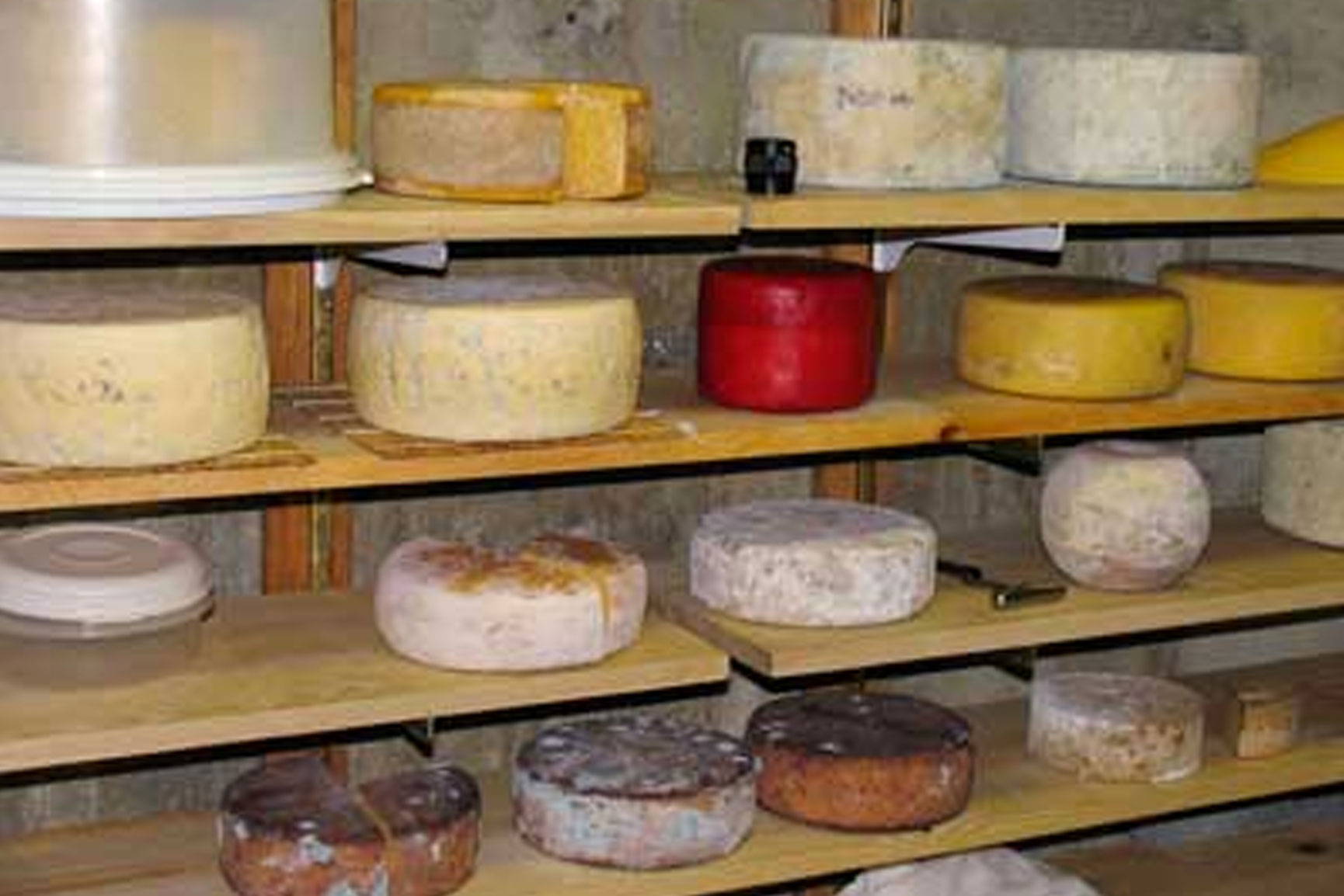 Cheese Storage and Labeling Tips
