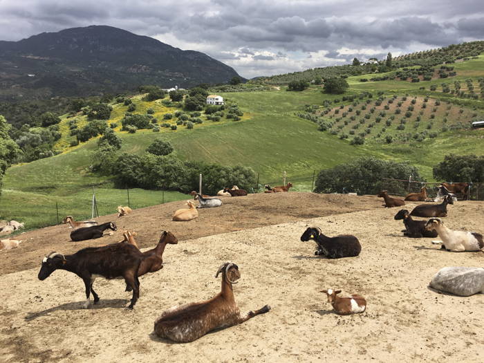 Cheese Makers Traveling Through Spain