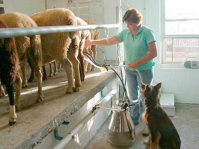 Locust Grove Farm, Farmstead Sheep's Milk Cheeses - New England Cheesemaking Supply Company