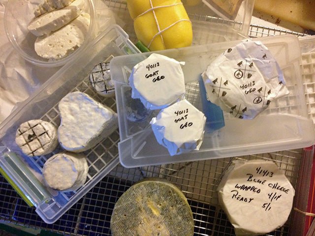 Louise Dutton - A Year in the Life - New England Cheesemaking Supply Company