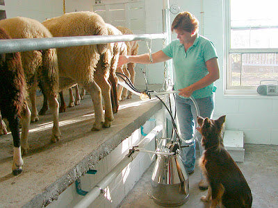 Locust Grove Farm, Farmstead Sheep's Milk Cheeses