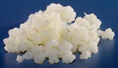 Ordering Kefir Grains (Part 1 of 3) - New England Cheesemaking Supply Company