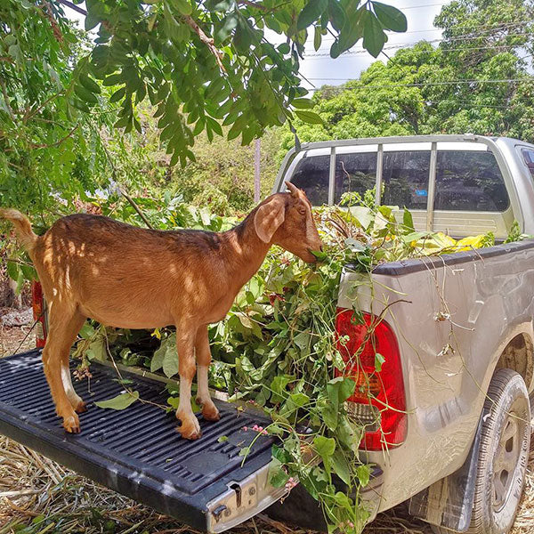 Goat on the tailgate of a truck eating leaves out of the bed