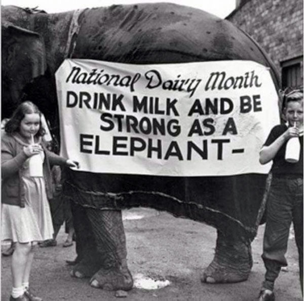 Elephant wearing a national dairy month banner