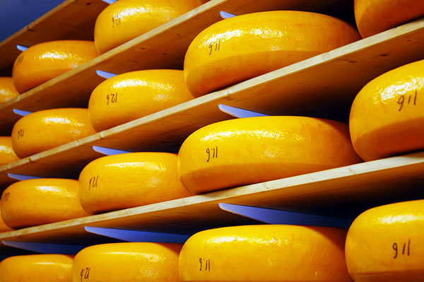 Wheels of cheese in bright yellow wax sit on wooden shelves in Edam, Belgium