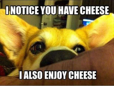 "I notice you have cheese I also enjoy cheese" meme with a dog