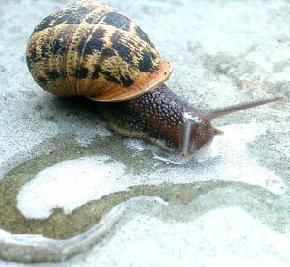 Filtering Milk with Snails!!!