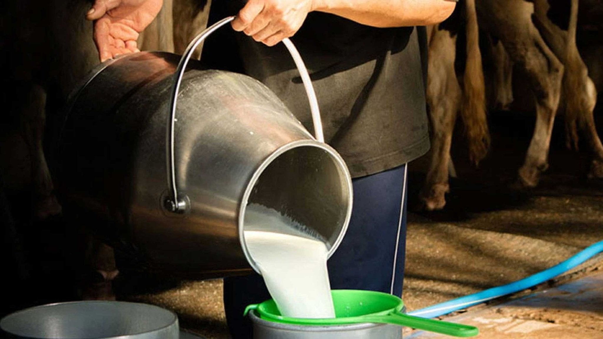 The Evolution of Milk For Cheese Making - New England Cheesemaking Supply Company