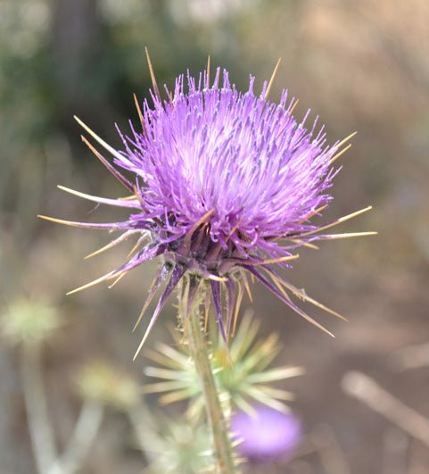 Thistle Rennet: Exciting New Product! - New England Cheesemaking Supply Company