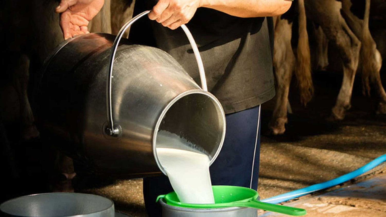 The Evolution of Milk For Cheese Making