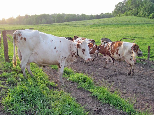 Upinngil Farm in Gill, Massachusetts - New England Cheesemaking Supply Company