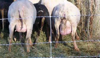 Using Sheep's Milk to Make Cheese - New England Cheesemaking Supply Company