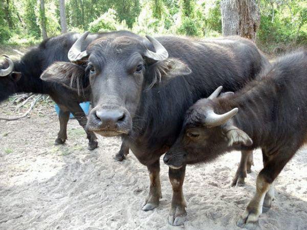 Where to Buy Water Buffalo Milk in the U.S. - New England Cheesemaking Supply Company