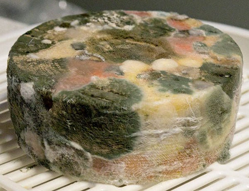 Whoops! Cheese Making Disasters - New England Cheesemaking Supply Company