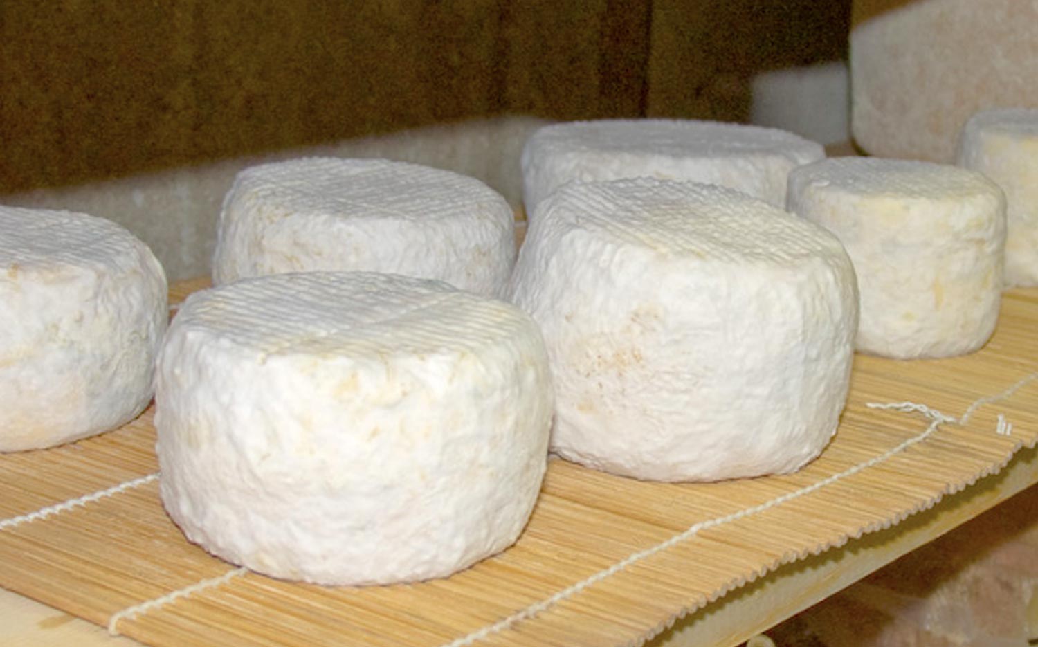 Mold Powders for Cheese Making - New England Cheesemaking Supply Company