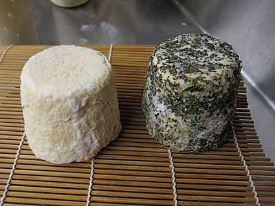Lactic Cheese Making Recipe