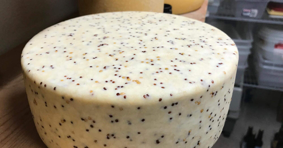 Mustard and Ale Cheese Making Recipe