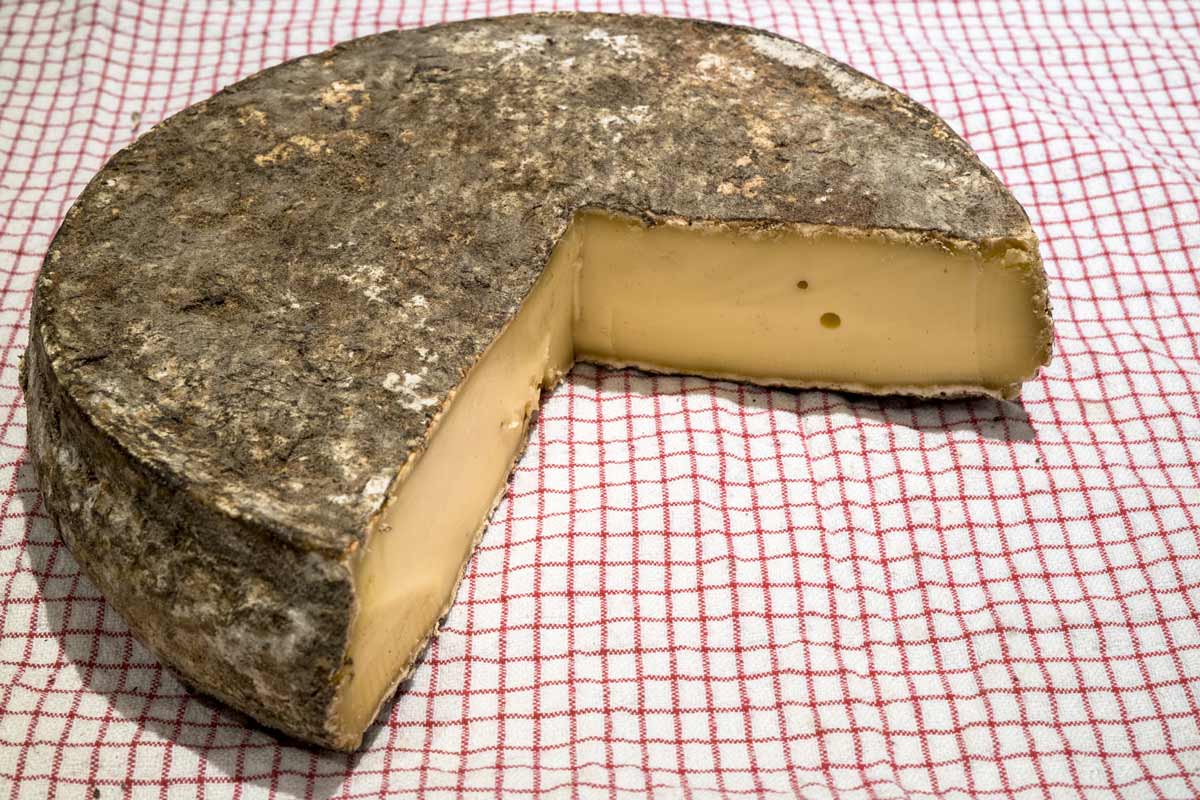 Saint Nectaire Cheese Making Recipe - New England Cheesemaking Supply Company