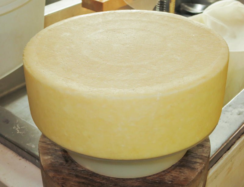 Sao Jorge Cheese Making Recipe - New England Cheesemaking Supply Company